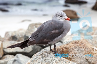 Heermann's Gull (larus Heermanni) Stock Photo