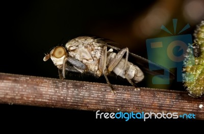 Heleomyzid Fly Stock Photo