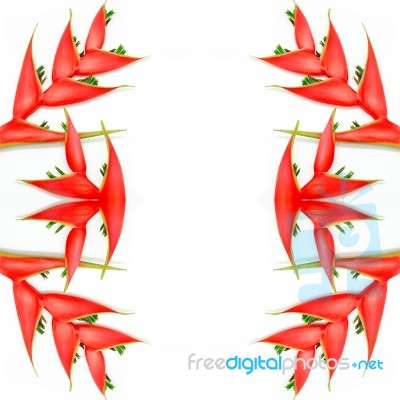 Heliconia Stock Photo