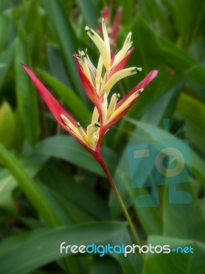 Heliconia Stock Photo