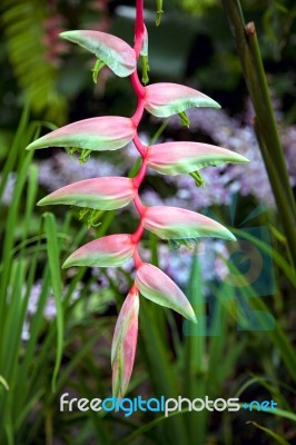 Heliconia (chartacea) In Singapore Botanical Gardens Stock Photo