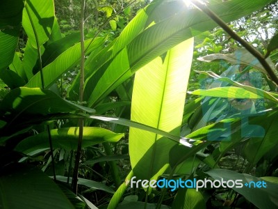 Heliconia Green Leave Stock Photo