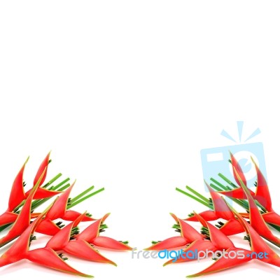 Heliconia Isolated Stock Photo