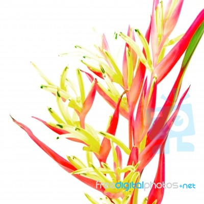 Heliconia Lady Di Stock Photo