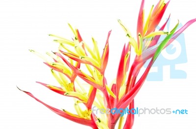 Heliconia Ladydi Stock Photo