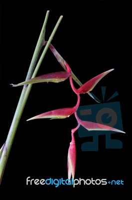 Heliconia Rostrata On Black With Water Droplets Stock Photo