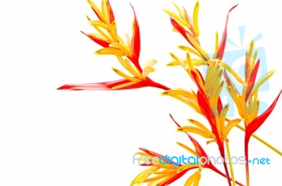 Heliconia Rubra Stock Photo