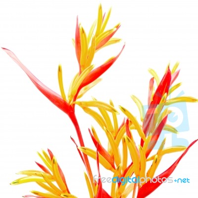 Heliconia Rubra Stock Photo