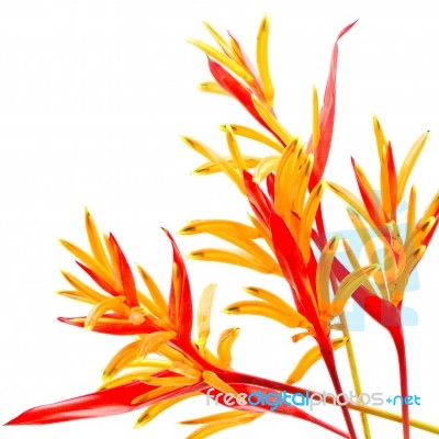 Heliconia Rubra Stock Photo