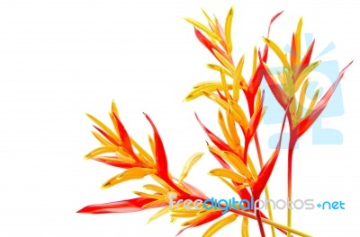 Heliconia Rubra Stock Photo