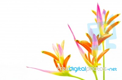 Heliconia Sassy Stock Photo