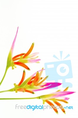 Heliconia Sassy Stock Photo