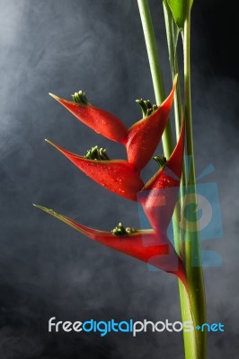 Heliconia Stricta Still Life Fog  Background Stock Photo