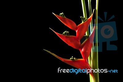 Heliconia Stricta Still Life On Black Background Stock Photo