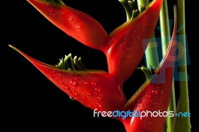 Heliconia Stricta Still Life On Black Background Stock Photo