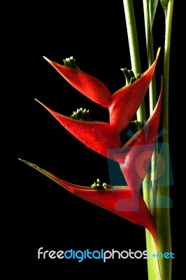 Heliconia Stricta Still Life On Black Background Stock Photo