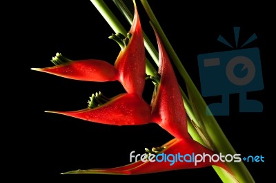 Heliconia Stricta Still Life On Black Background Stock Photo