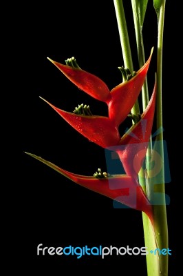 Heliconia Stricta Still Life On Black Background Stock Photo