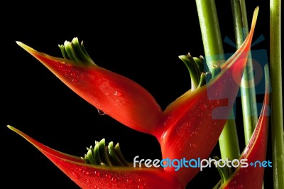 Heliconia Stricta Still Life On Black Background Stock Photo