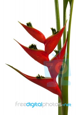 Heliconia Stricta Still Life On White Background Stock Photo