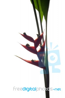 Heliconia Stricta Still Life On White Background Stock Photo