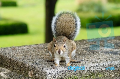 Hello, Squirrel Stock Photo