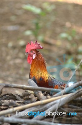 Hen Stock Photo