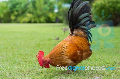 Hen Finding Some Feed Stock Photo