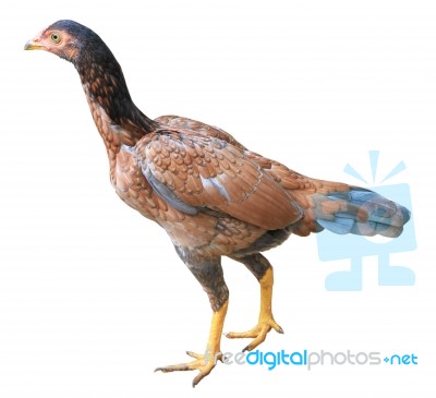 Hen Isolated On White Background Stock Photo