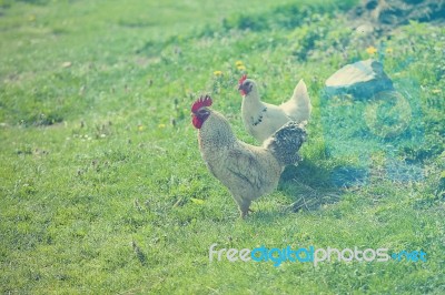 Hen On Grass Field Stock Photo