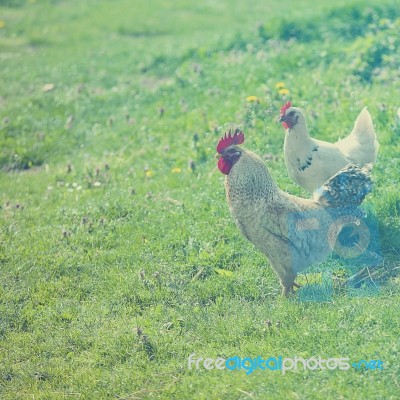 Hen On Grass Field Stock Photo