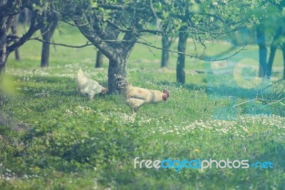 Hen On Grass Field Stock Photo