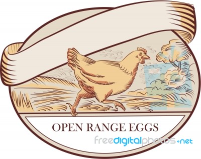 Hen Running Open Range Eggs Oval Drawing Stock Image