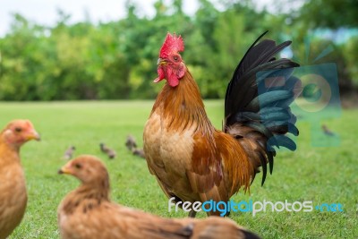 Hen Stand On Ground Stock Photo