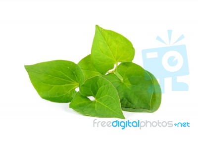 Herbal Fish Mint Leaves Isolated On White Background Stock Photo