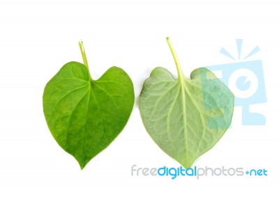 Herbal Fish Mint Leaves Isolated On White Background Stock Photo