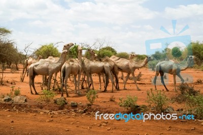 Herd Of Camels In Ethiopia Stock Photo