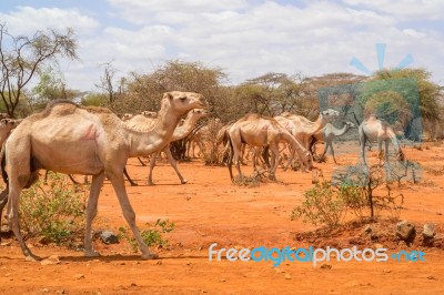 Herd Of Camels In Ethiopia Stock Photo