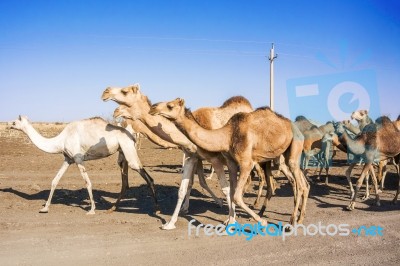 Herd Of Camels In Sudan Stock Photo