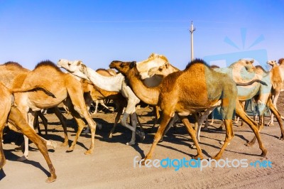 Herd Of Camels In Sudan Stock Photo