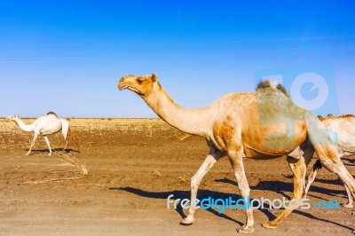 Herd Of Camels In Sudan Stock Photo