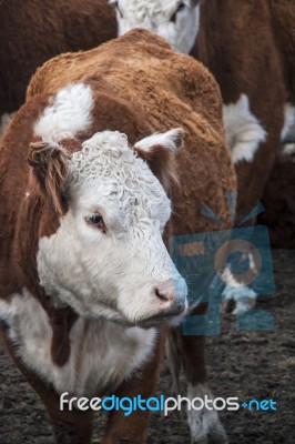 Herd Of Cows Grazing In A Pasture In Patagonia Stock Photo