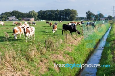 Herd Of Cows Grazing In Dutch Meadow Stock Photo