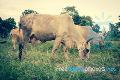 Herd Of Cows In Farmland,countryside Of Thailand Stock Photo