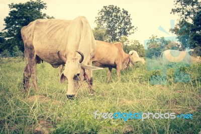 Herd Of Cows In Farmland,countryside Of Thailand Stock Photo