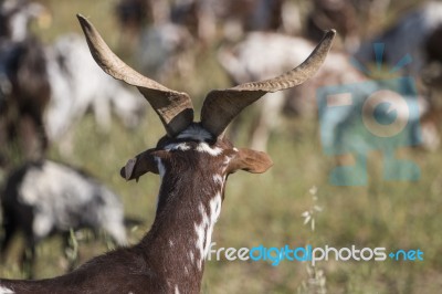 Herd Of Goats In A Pasture Stock Photo