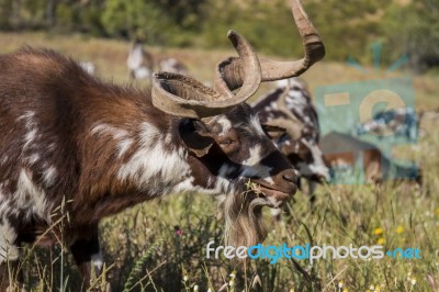 Herd Of Goats In A Pasture Stock Photo