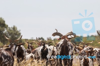 Herd Of Goats In A Pasture Stock Photo