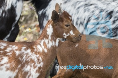 Herd Of Goats In A Pasture Stock Photo