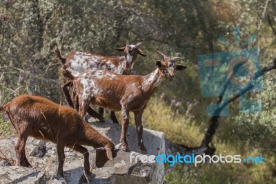 Herd Of Goats In A Pasture Stock Photo